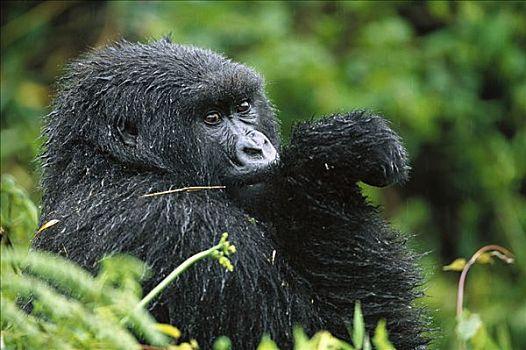 山地大猩猩,大猩猩,成年,女性,国家,卢旺达