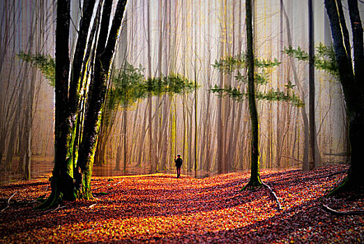 一个人,走,树林,大树,太阳,发光,地上,遮盖,秋叶