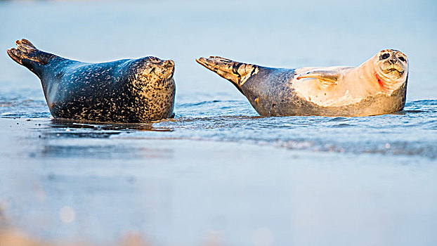 两个,斑海豹,休息,水,沙丘,德国,欧洲
