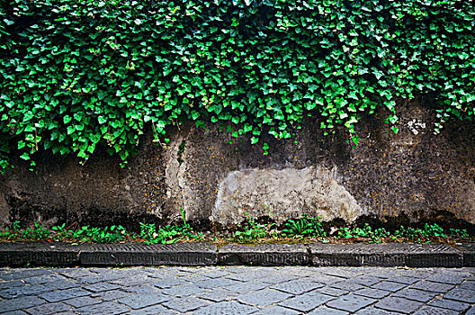 墙壁,植物,佛罗伦萨,意大利