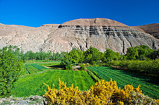 特色,风景,山谷,河,地点,高,山,山脉,摩洛哥,非洲