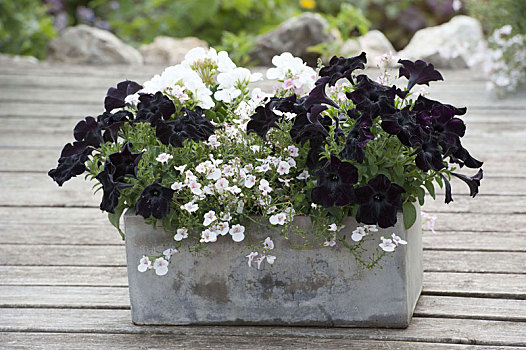 盒子,黑白,矮牵牛花属植物,黑色
