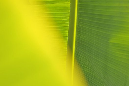 马德拉岛,特写,香蕉叶