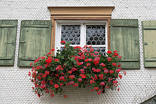 红花,花,盒子,窗,老,绿色,涂绘,百叶窗,奥伯斯多夫,德国