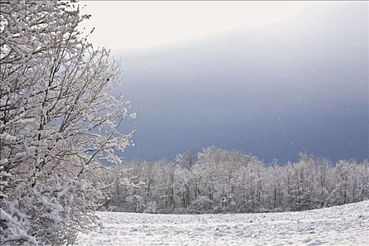 雪,落下,地点,靠近,安大略省,加拿大