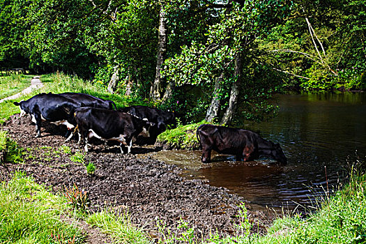 德贝郡,英格兰,母牛,喝,河
