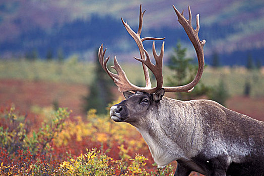 美国,阿拉斯加,德纳里国家公园,北美驯鹿,秋天,苔原