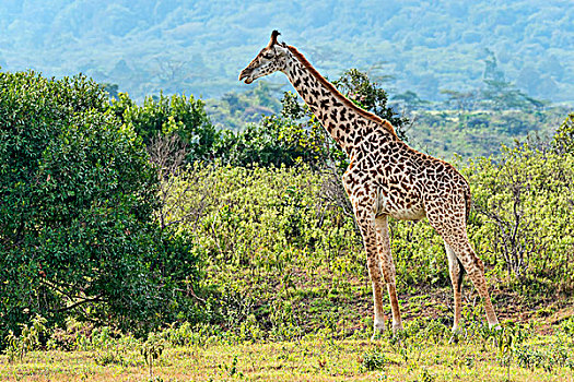长颈鹿,阿鲁沙,区域,坦桑尼亚,非洲