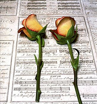 俯拍,两个,玫瑰,音符