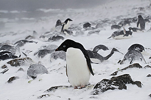 阿德利企鹅,生物群,雪中,南极