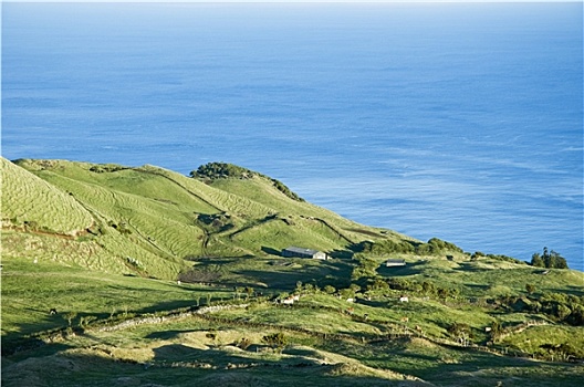 草场,风景,皮库岛,亚速尔群岛