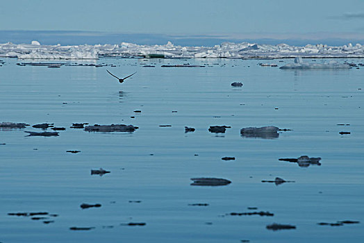 冰,漂浮,平和,水,鸟,上方,表面,斯瓦尔巴特群岛,挪威