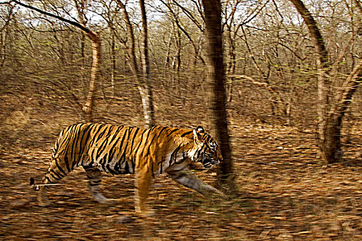 印度,孟加拉虎,雌性,走,树林,伦滕波尔国家公园,拉贾斯坦邦,亚洲