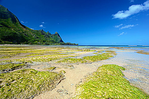 珊瑚,海草,隧道,海滩,退潮,考艾岛,夏威夷,美国