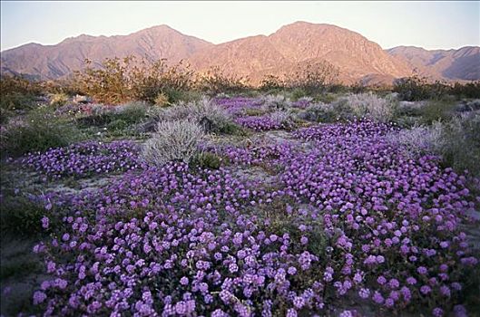 安萨玻里哥沙漠州立公园,加利福尼亚