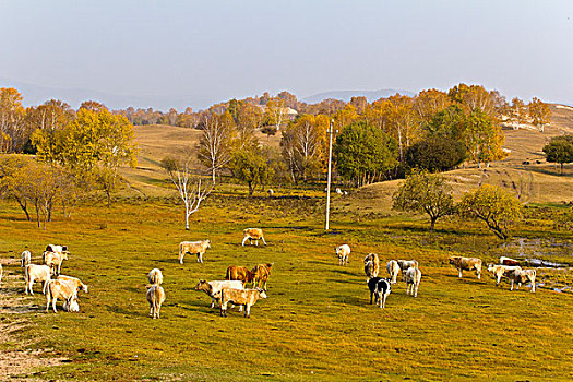 内蒙古,坝上,公主湖牛羊,秋天