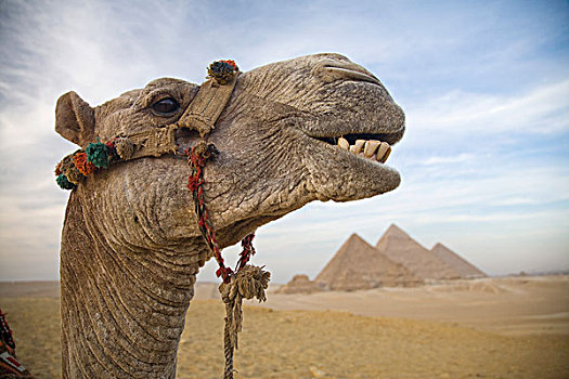 脸,吉萨金字塔,开罗附近,埃及