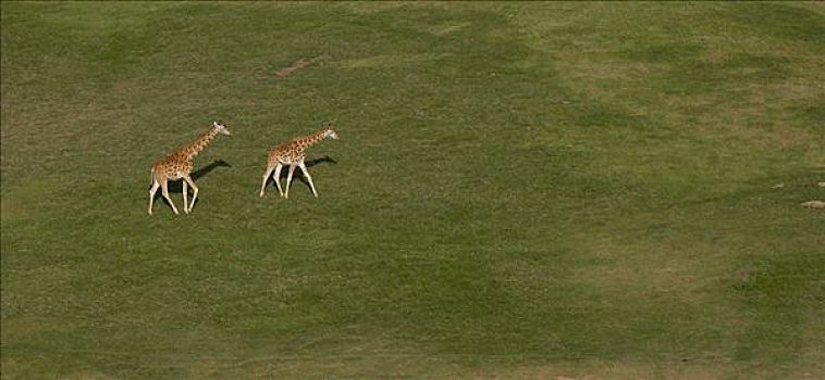 罗特希尔德长颈鹿,一对,穿过,草地,非洲