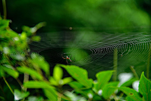 丛林蜘蛛网
