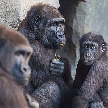 大猩猩,猿,家庭