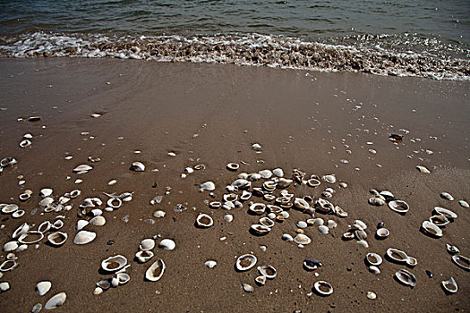 北戴河,大海,海滨,游客,建筑,沙滩,平静,贝壳