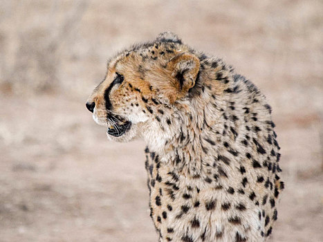 印度豹,纳米比亚