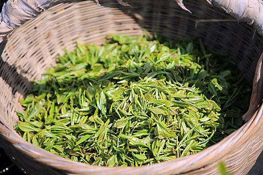 山东省日照市,正是春茶采摘季,茶园里茶香四溢吸引游客来打卡