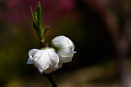 碧桃花