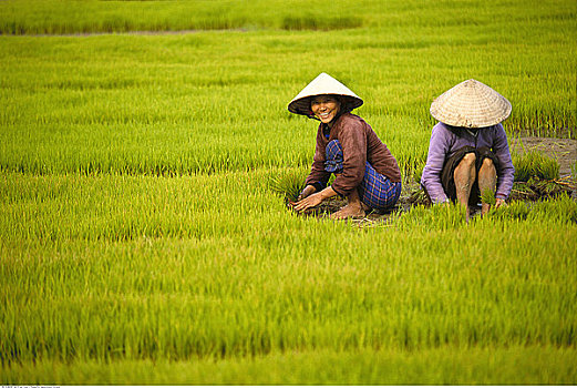 女人,工作,稻田,越南