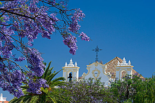葡萄牙,阿尔加维,教堂,塔维拉,蓝花楹,树,花