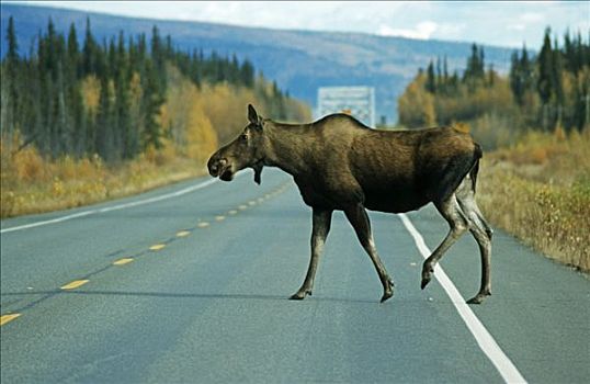 驼鹿,街道,德纳里峰,阿拉斯加,北美