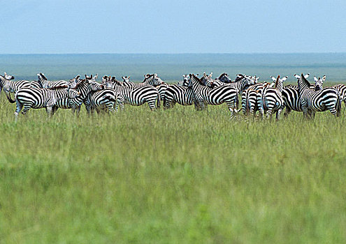 非洲,坦桑尼亚,牧群,斑马,草地