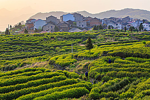 山村,茶园