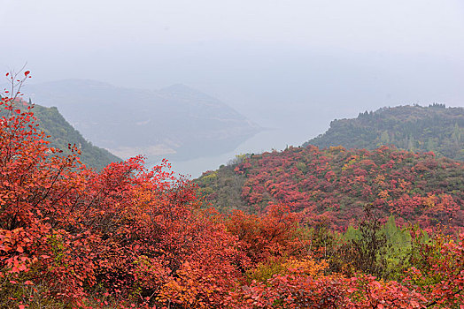 秋天红叶