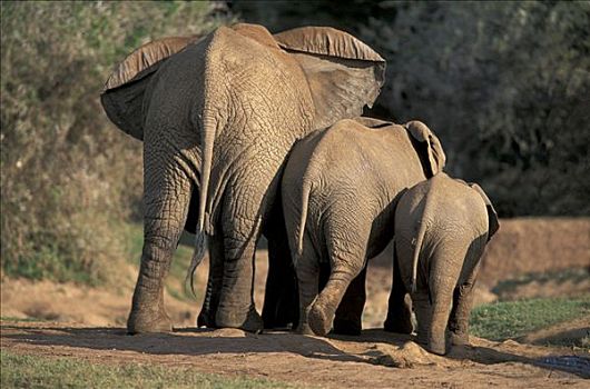 非洲,灌木,热带草原,大象,非洲象,母牛,幼兽,后视图,阿多大象国家公园,南非