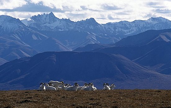 牧群,野大白羊,白大角羊,地点,德纳里峰国家公园,阿拉斯加,美国
