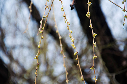春天时发芽的柳树枝条
