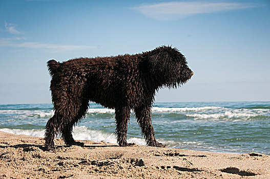 小狗,乐趣,海滩