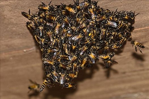 蜜蜂,蜜蜂科,群,印度