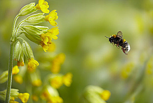 大黄蜂,熊蜂,接近,黄花九轮草,樱草花,莲香报春花,花,英格兰