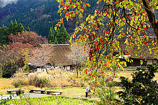 五箇山,房子,乡村