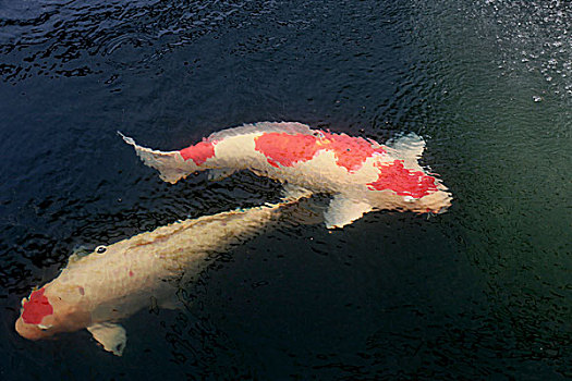 锦锂鱼野生动物