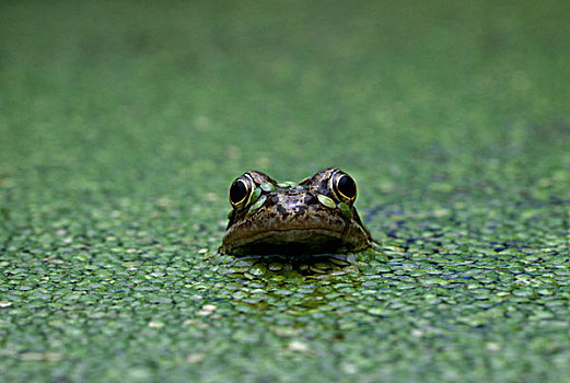 蛙,中国林蛙,浮萍,遮盖,水塘
