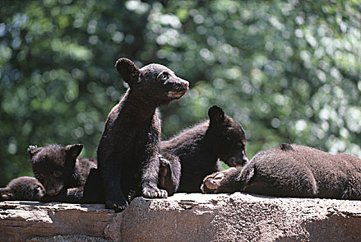 美洲黑熊,幼兽,石头