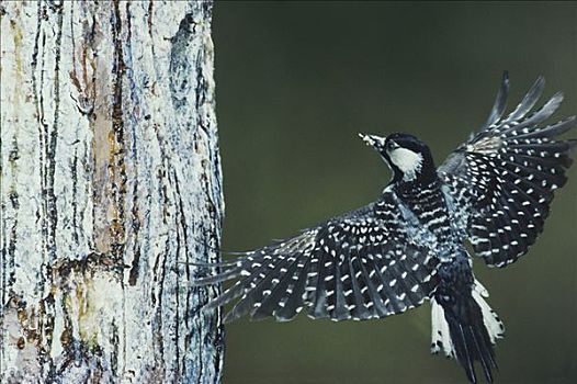啄木鸟,啄木鸟属,北部,松树,北卡罗来纳,美国