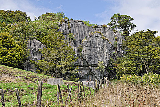 石灰石,排列,洞穴,靠近,北岛,新西兰