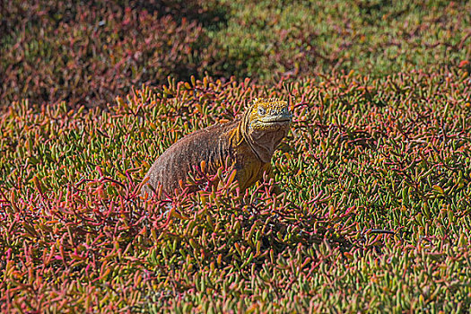 加拉帕戈斯群岛陆地鬣蜥