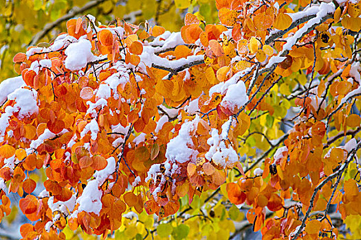 清新,下雪,秋天,颤杨,树,冰川国家公园,蒙大拿,美国