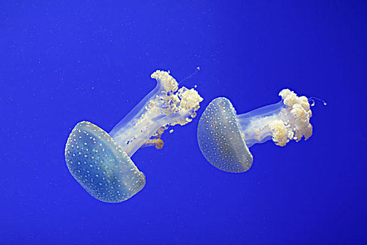 海洋水母,二只