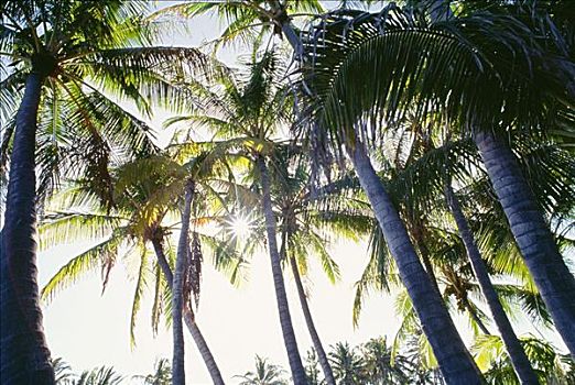 夏威夷,仰视,小树林,高,棕榈树